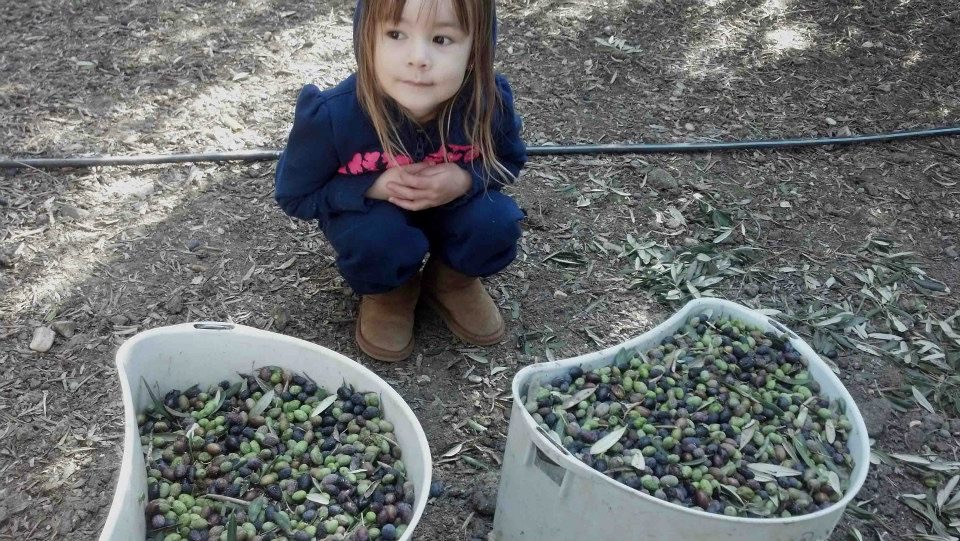 Isabella Chaples, Adobe Springs Olive Farm