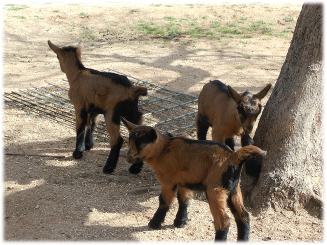 Adobe Springs Olive Farm Animals