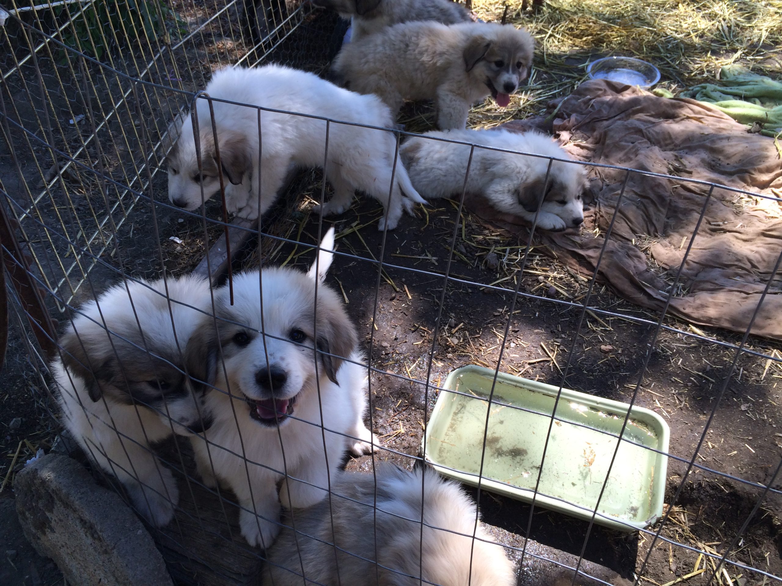 Puppies, Adobe Springs Olive Farm