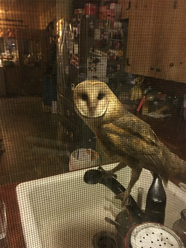 Owl in Kitchen, Adobe Springs Olive Farm