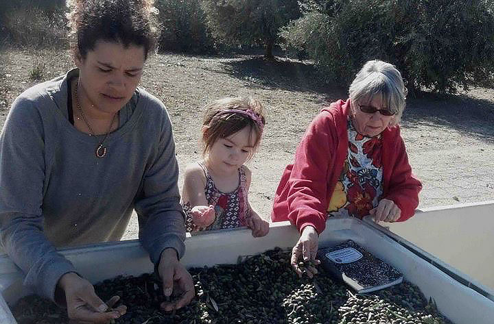 First Crop, Adobe Springs Olive Farm