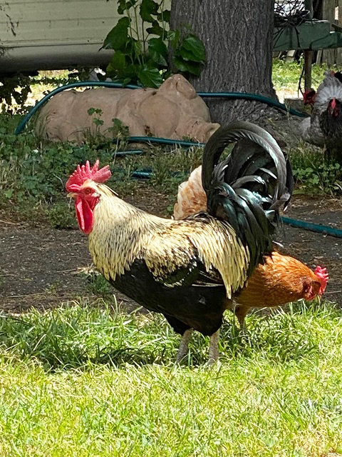 Chickens, Adobe Springs Olive Farm