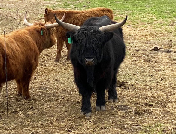 Scottish Highland Cows, Adobe Springs Olive Farm