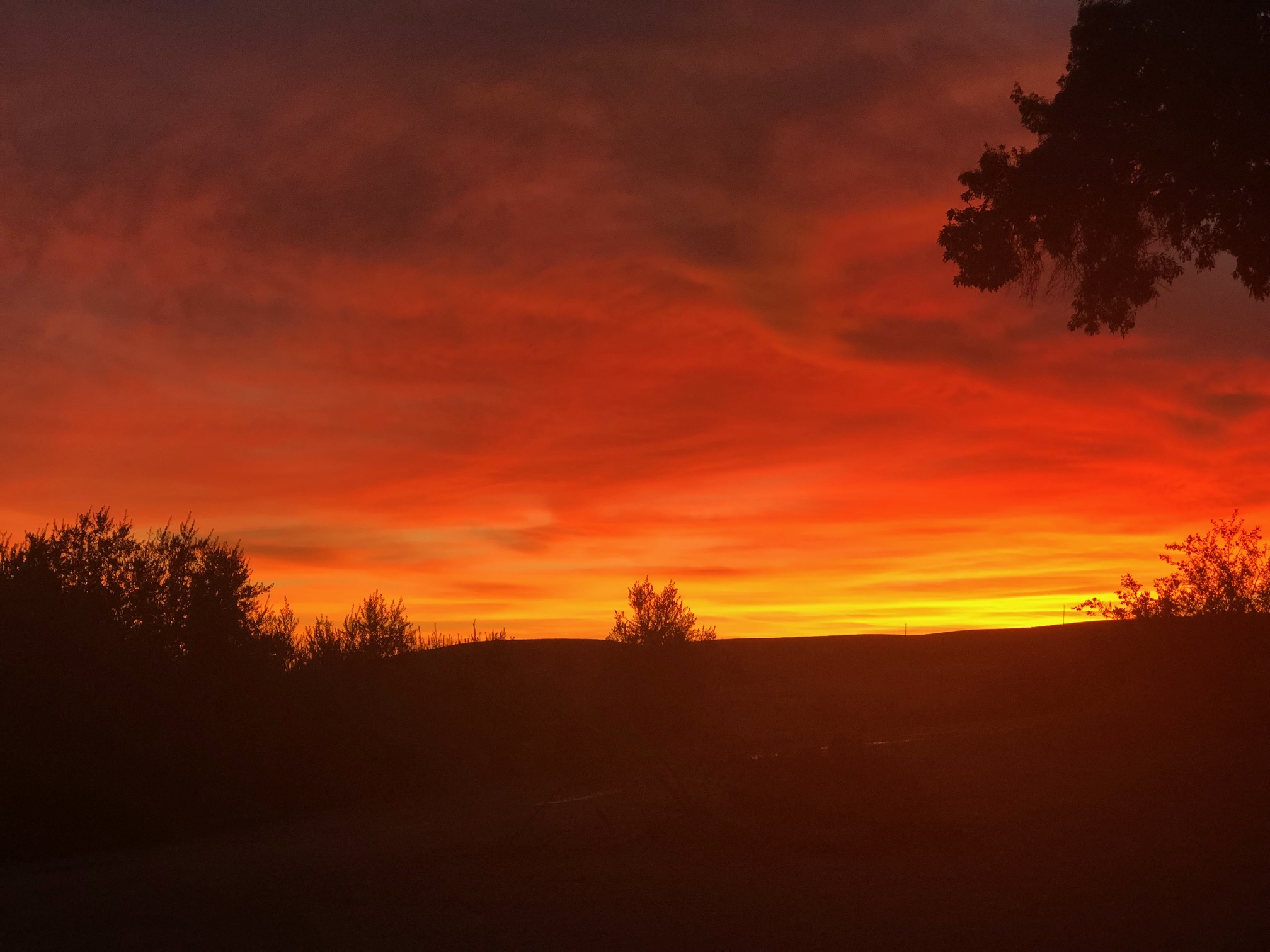 Sunset on Adobe Springs Olive Farm