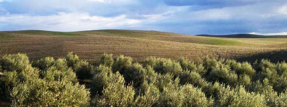 Adobe Springs Olive Farm